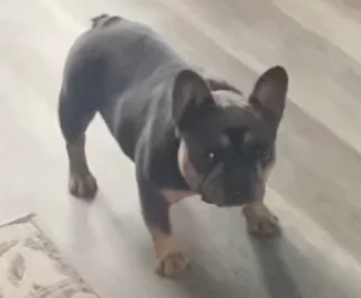 Heidi